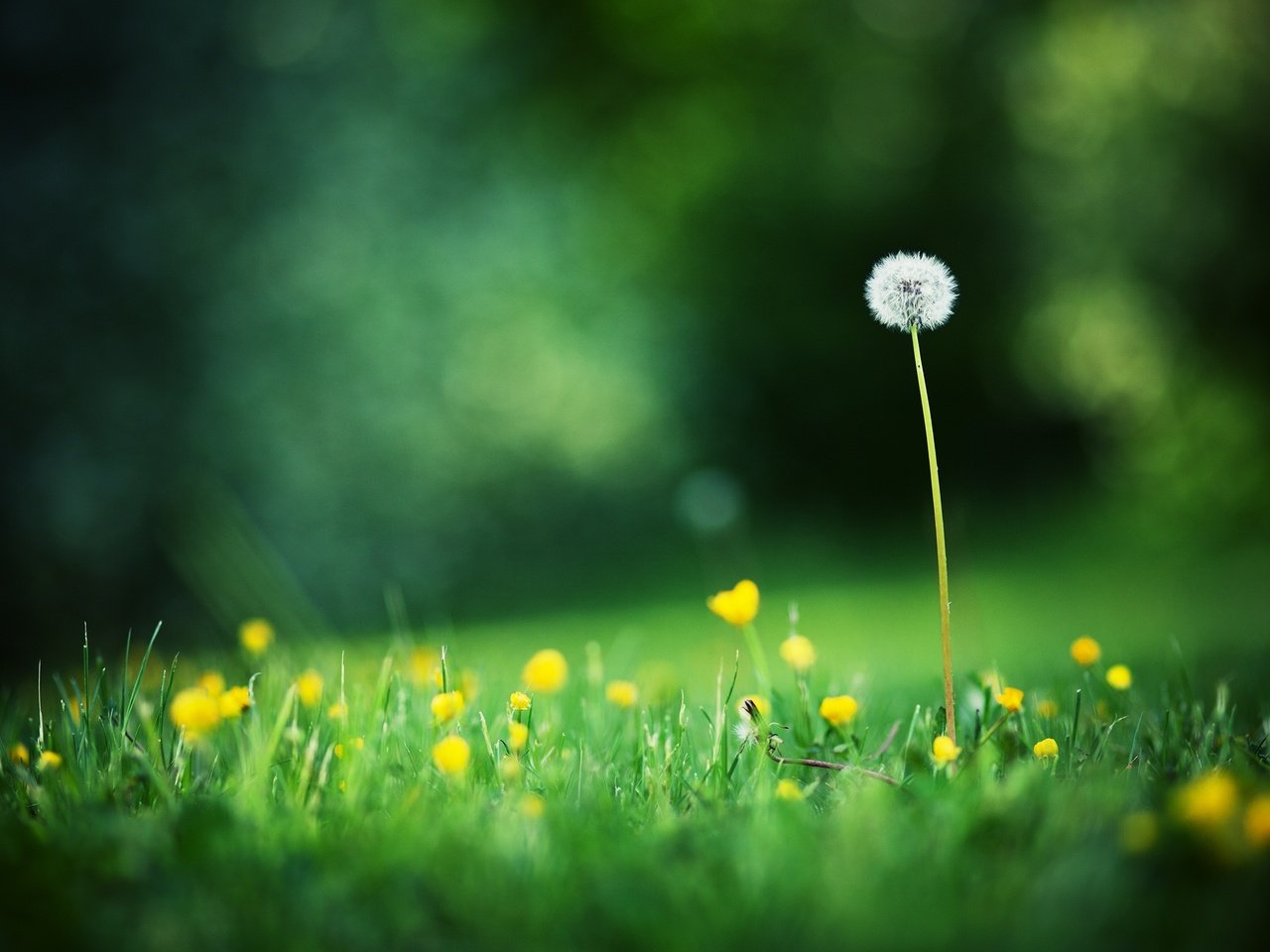 Обои свет, цветы, трава, поля, одуванчик, блик, полевые цветы, light, flowers, grass, field, dandelion, blik, wildflowers разрешение 2560x1600 Загрузить