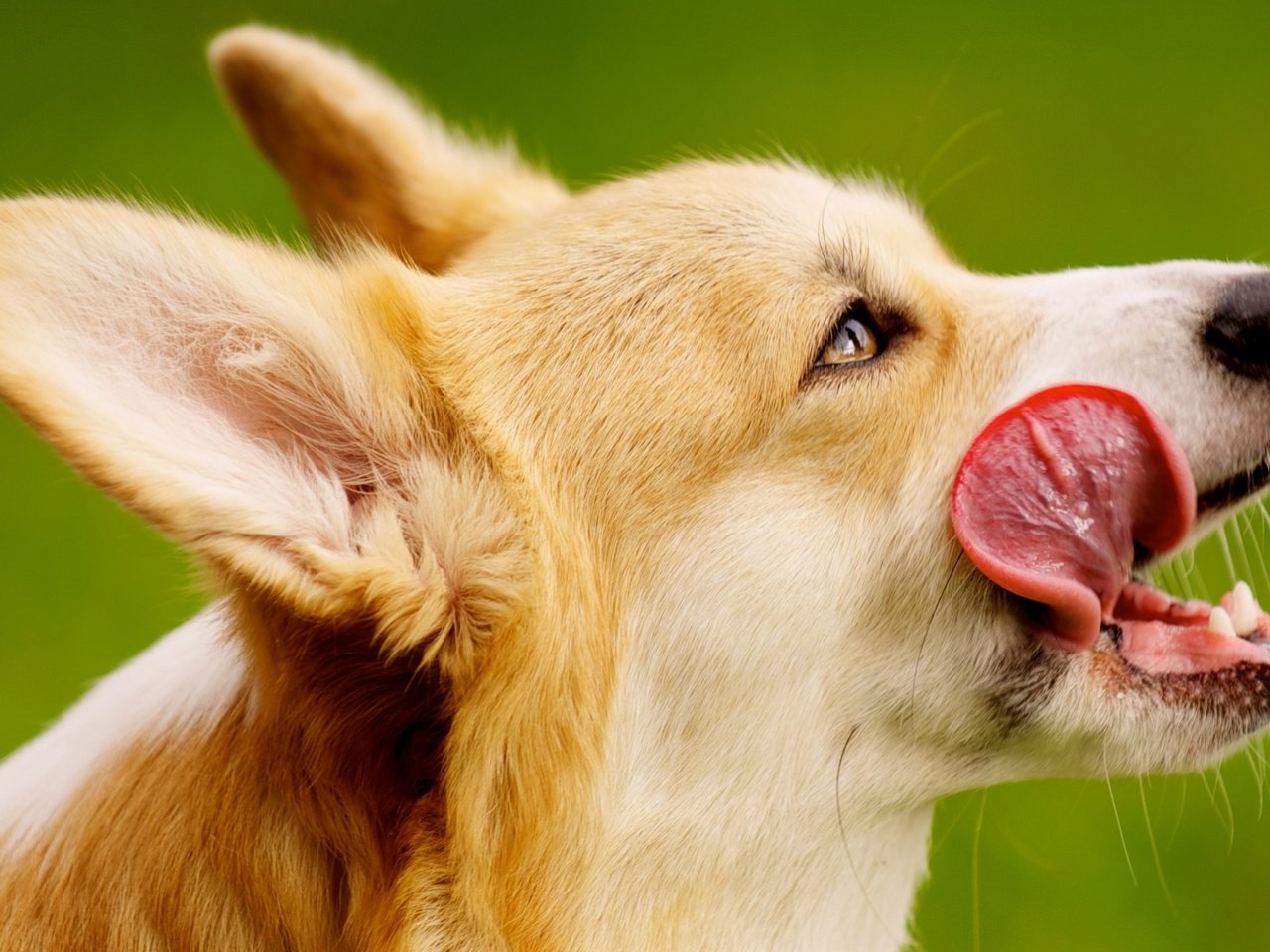 Обои собака, уши, язык, порода, вельш-корги, пемброк, dog, ears, language, breed, welsh corgi, pembroke разрешение 2670x1600 Загрузить
