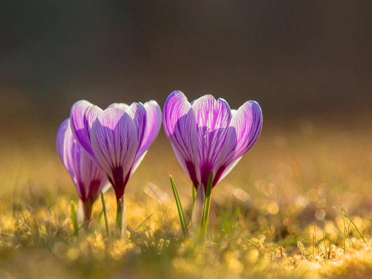 Обои цветы, весна, крокусы, flowers, spring, crocuses разрешение 3840x2400 Загрузить