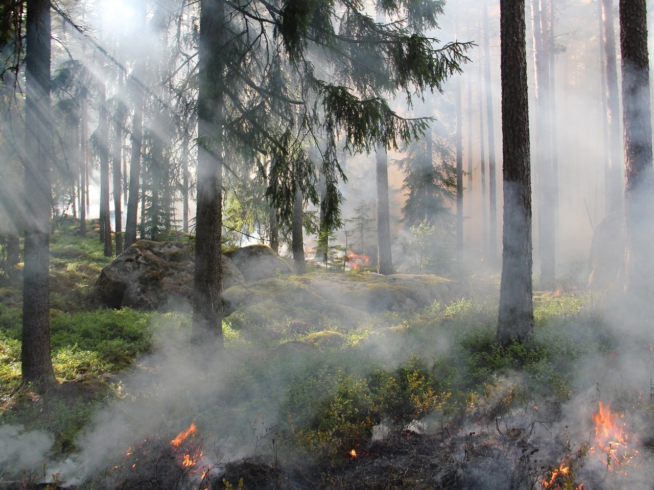 Обои деревья, лес, огонь, дым, пожар, trees, forest, fire, smoke разрешение 4916x3248 Загрузить