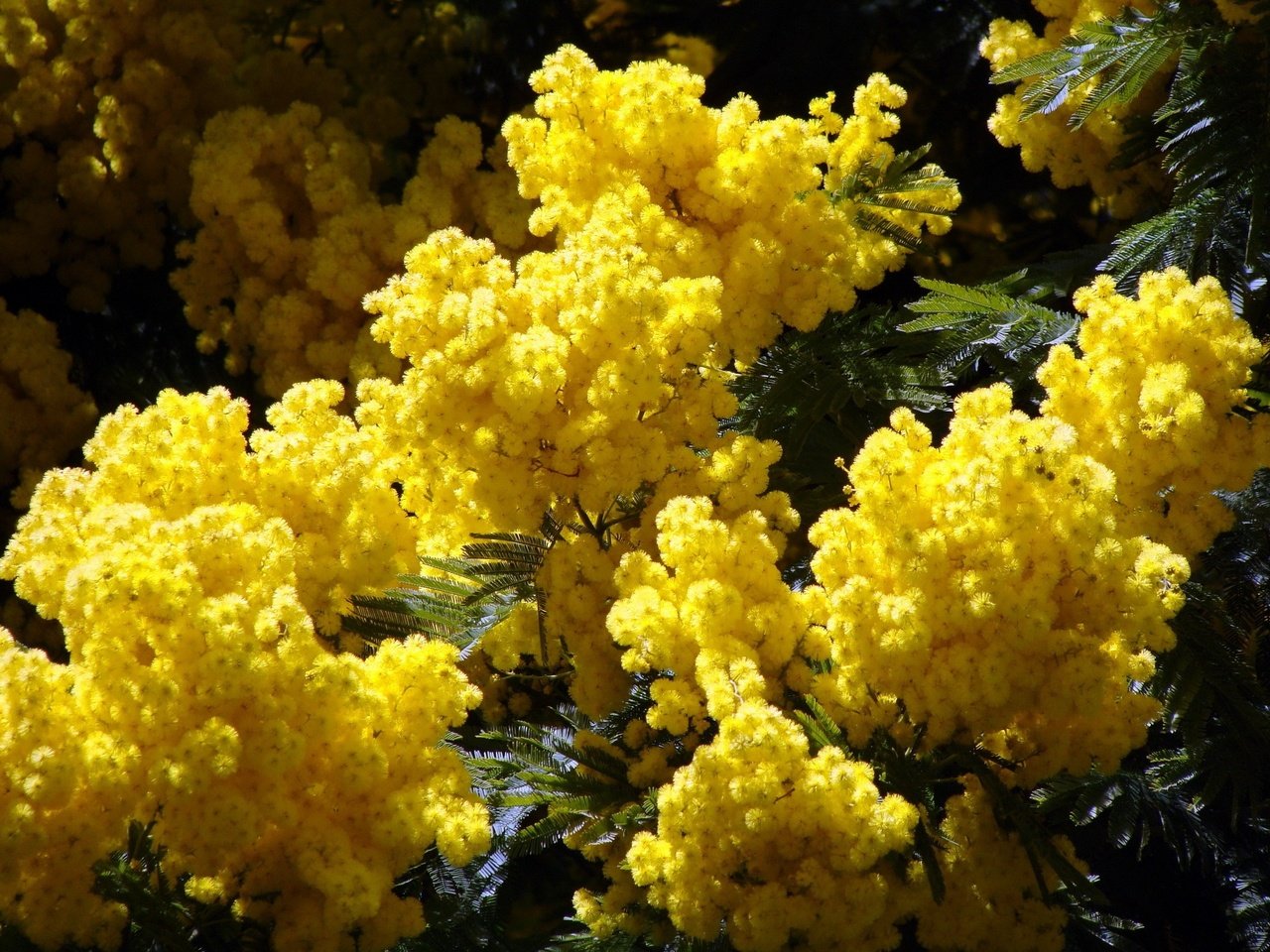 Обои цветы, природа, листья, весна, желтые, акация, мимоза, flowers, nature, leaves, spring, yellow, acacia, mimosa разрешение 2400x1800 Загрузить