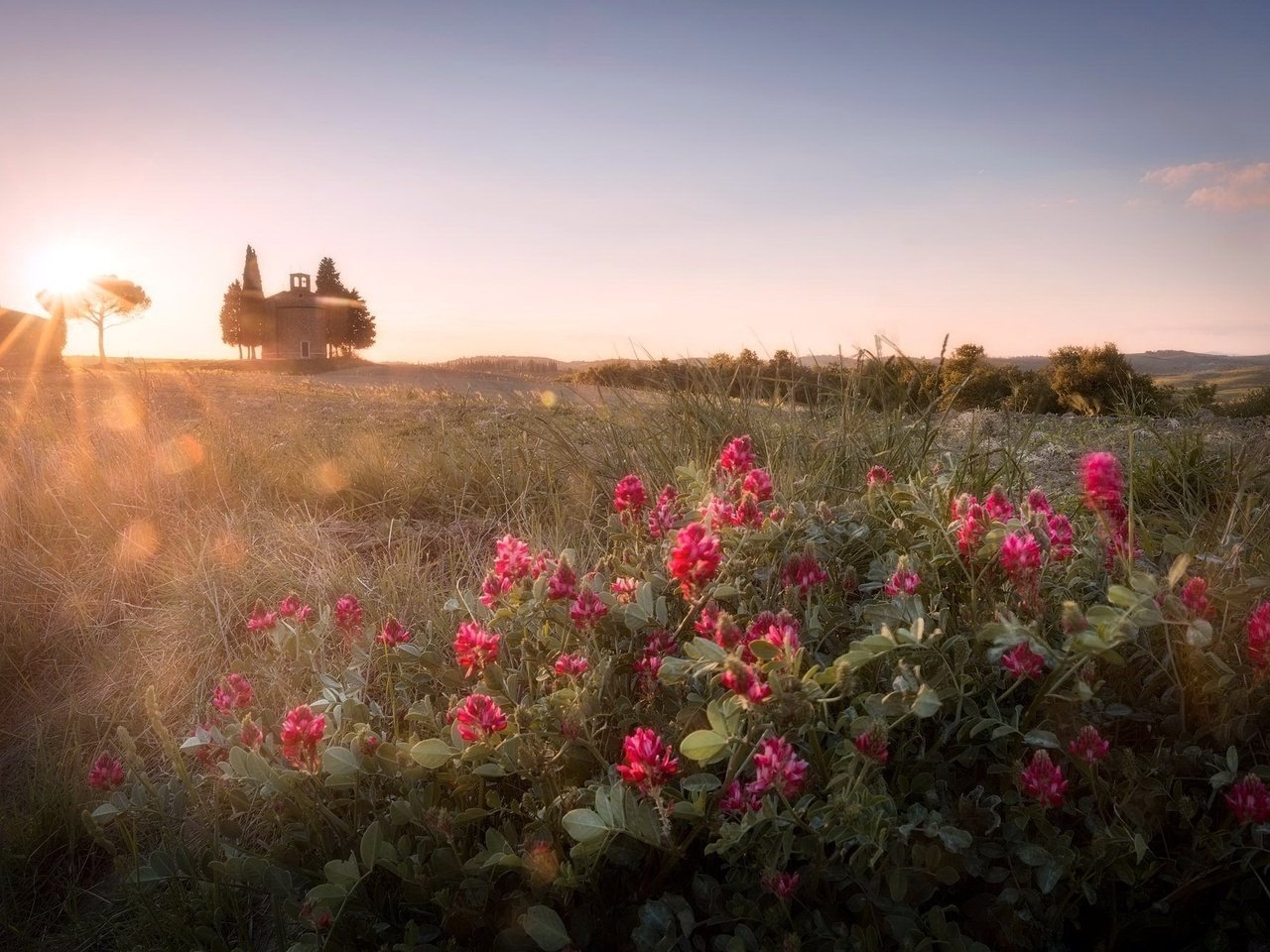 Обои небо, цветы, утро, поле, горизонт, солнечные лучи, the sky, flowers, morning, field, horizon, the sun's rays разрешение 2048x1326 Загрузить