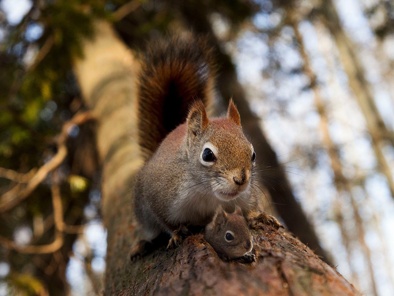 Обои дерево, животное, белка, зверек, белочка, грызун, бельчонок, tree, animal, protein, squirrel, rodent разрешение 2048x1365 Загрузить