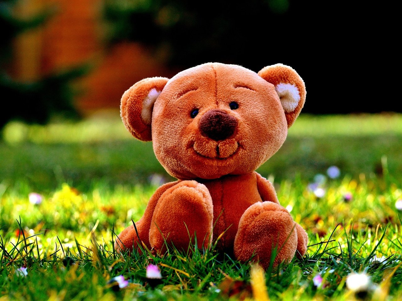 Обои цветы, трава, медведь, мишка, игрушка, луг, плюшевый медведь, flowers, grass, bear, toy, meadow, teddy bear разрешение 1920x1276 Загрузить