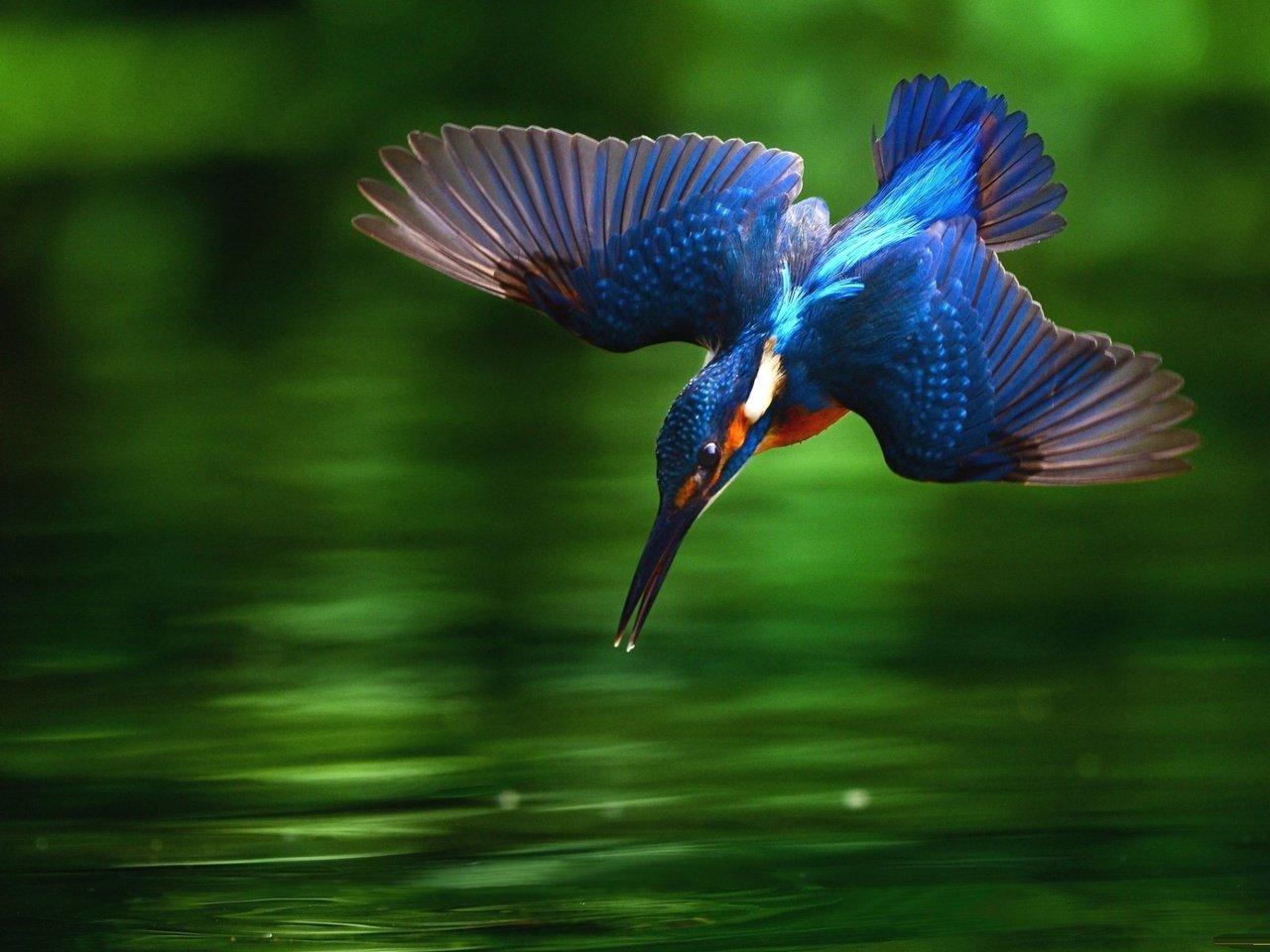 Обои вода, крылья, птица, клюв, перья, зимородок, water, wings, bird, beak, feathers, kingfisher разрешение 1920x1200 Загрузить