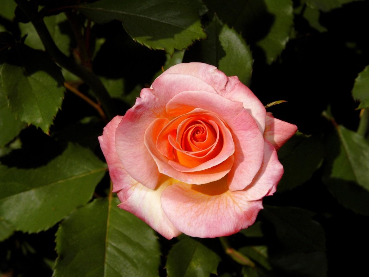 Обои фон, роза, лепестки, куст, бутон розы, background, rose, petals, bush, rosebud разрешение 3000x2000 Загрузить