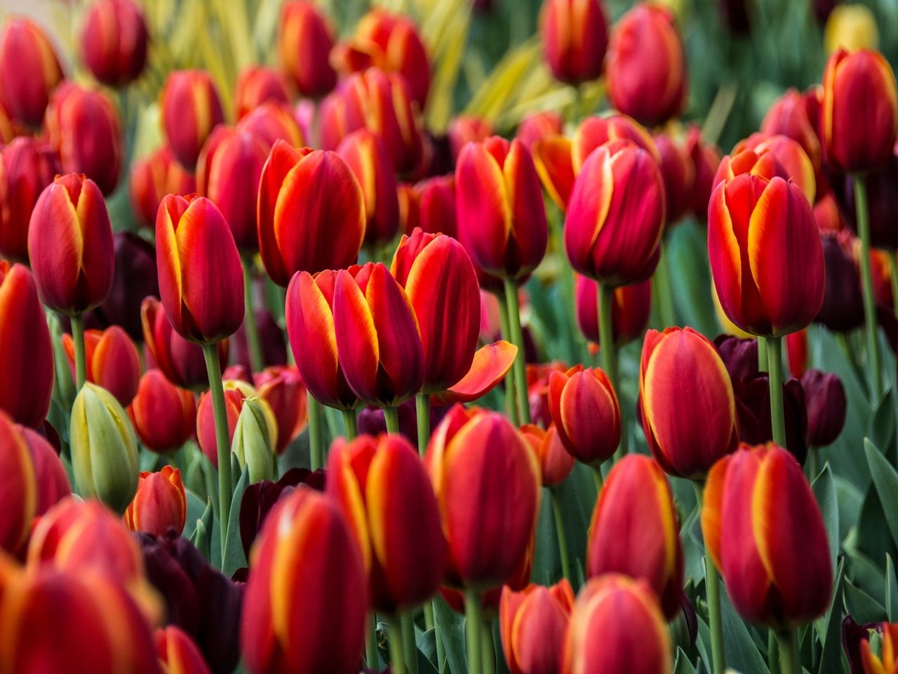 Обои цветы, бутоны, красные, тюльпаны, flowers, buds, red, tulips разрешение 2048x1177 Загрузить