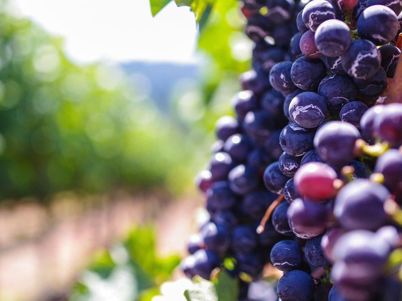 Обои виноград, размытость, ягоды, боке, grapes, blur, berries, bokeh разрешение 3936x2624 Загрузить
