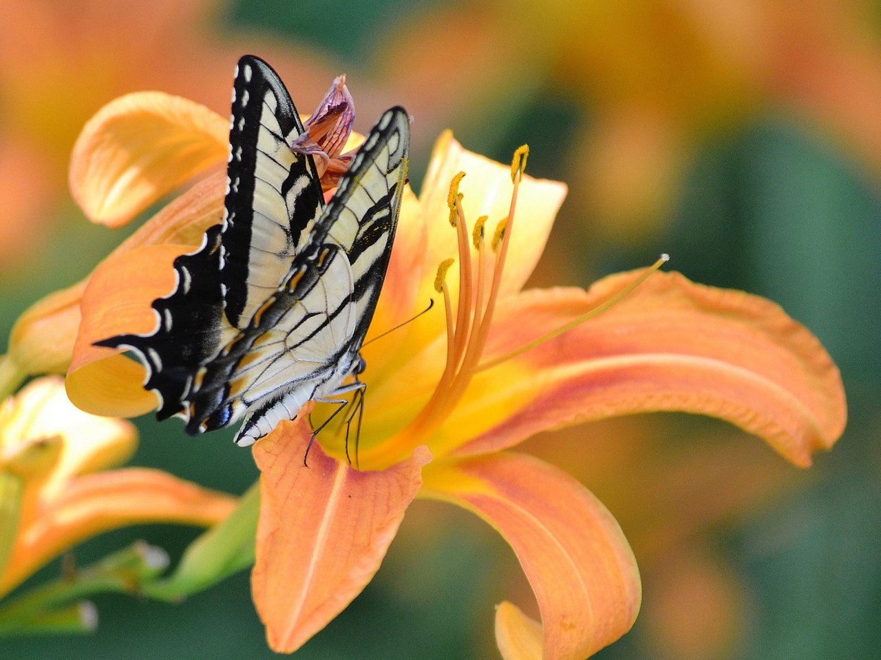 Обои насекомое, цветок, бабочка, крылья, лилия, insect, flower, butterfly, wings, lily разрешение 1920x1200 Загрузить