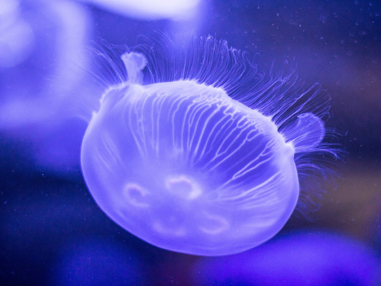 Обои море, медуза, медузы, подводный мир, sea, medusa, jellyfish, underwater world разрешение 5184x3456 Загрузить