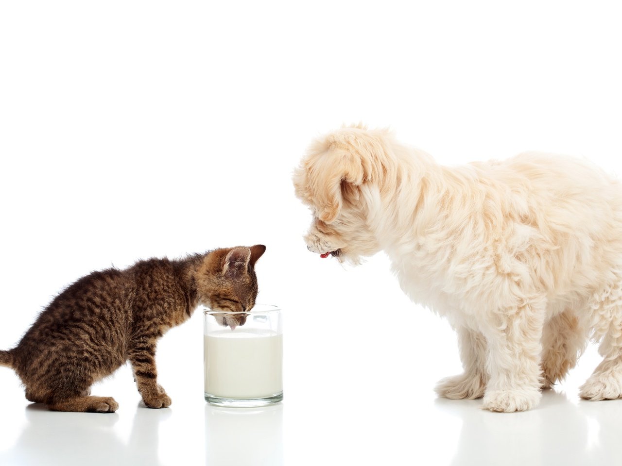 Обои кошка, мальтийская болонка, котенок, мальтезе, собака, щенок, белый фон, стакан, молоко, болонка, cat, maltese, kitty, dog, puppy, white background, glass, milk, lapdog разрешение 5616x3392 Загрузить