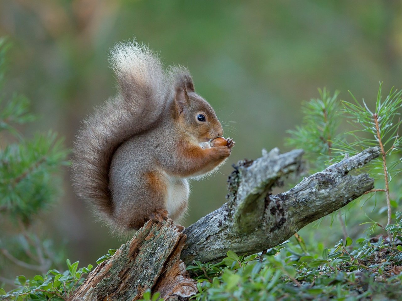 Обои природа, белка, зверек, nature, protein, animal разрешение 2048x1365 Загрузить