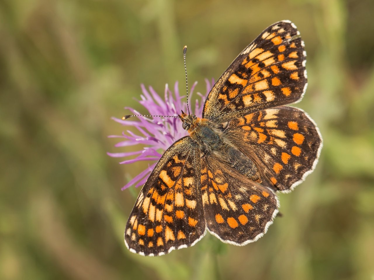 Обои насекомое, цветок, бабочка, крылья, боке, шашечница, insect, flower, butterfly, wings, bokeh, the metalmark разрешение 2048x1365 Загрузить