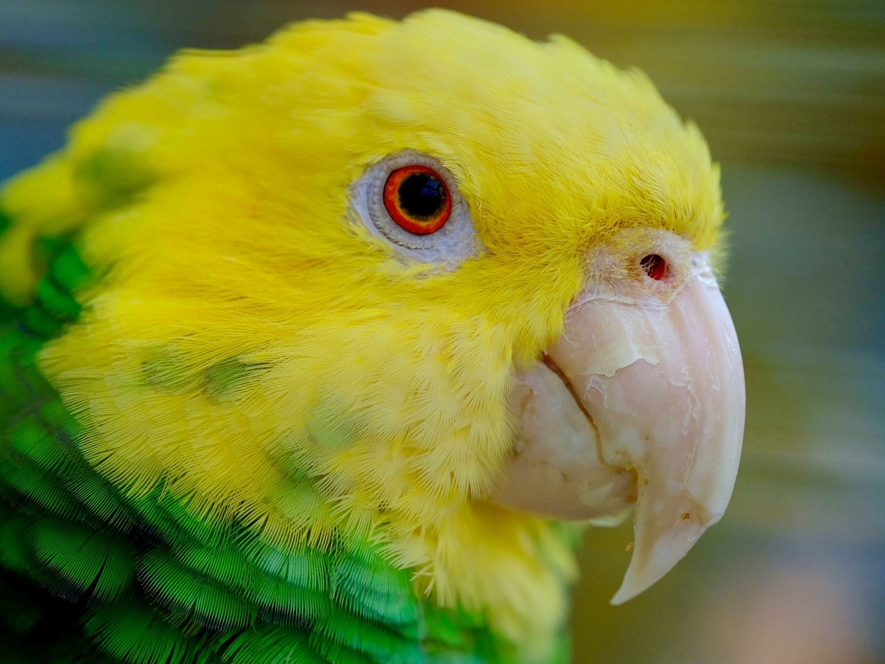 Обои птица, клюв, перья, попугай, желтоголовый амазон, bird, beak, feathers, parrot, yellow-headed amazon разрешение 2048x1296 Загрузить