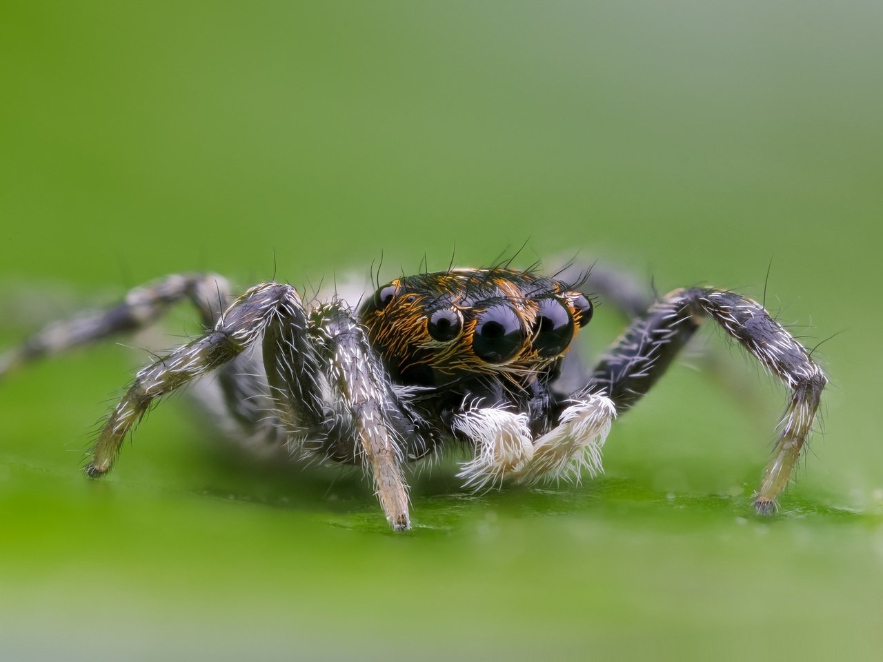 Обои глаза, макро, насекомое, паук, волоски, лапки, боке, eyes, macro, insect, spider, hairs, legs, bokeh разрешение 2000x1333 Загрузить
