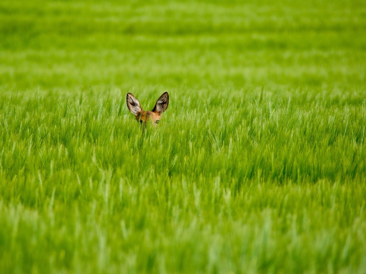 Обои трава, олень, взгляд, размытость, уши, олененок, grass, deer, look, blur, ears, fawn разрешение 1920x1200 Загрузить