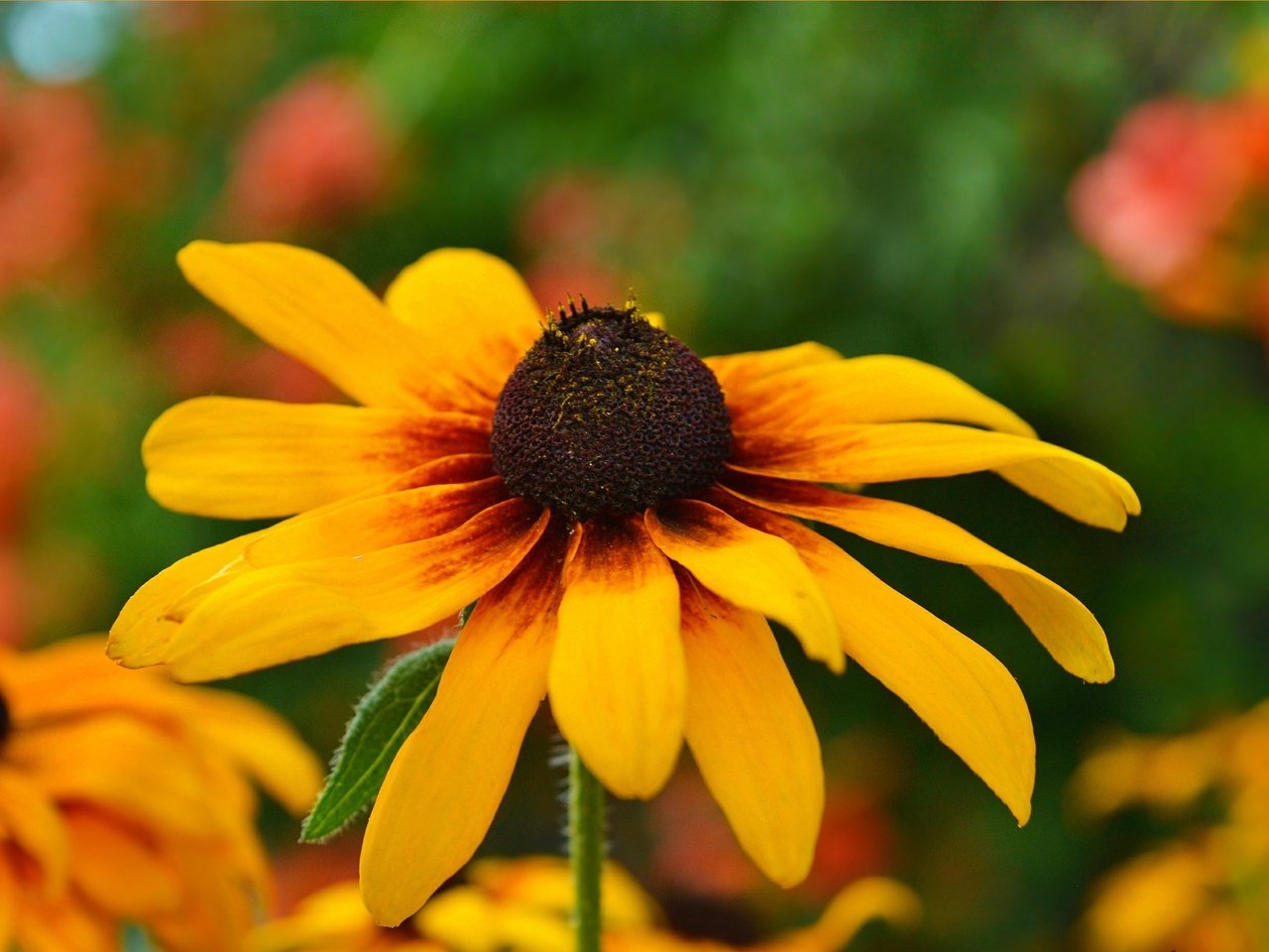 Обои желтый, цветок, лепестки, рудбекия, yellow, flower, petals, rudbeckia разрешение 3002x1854 Загрузить