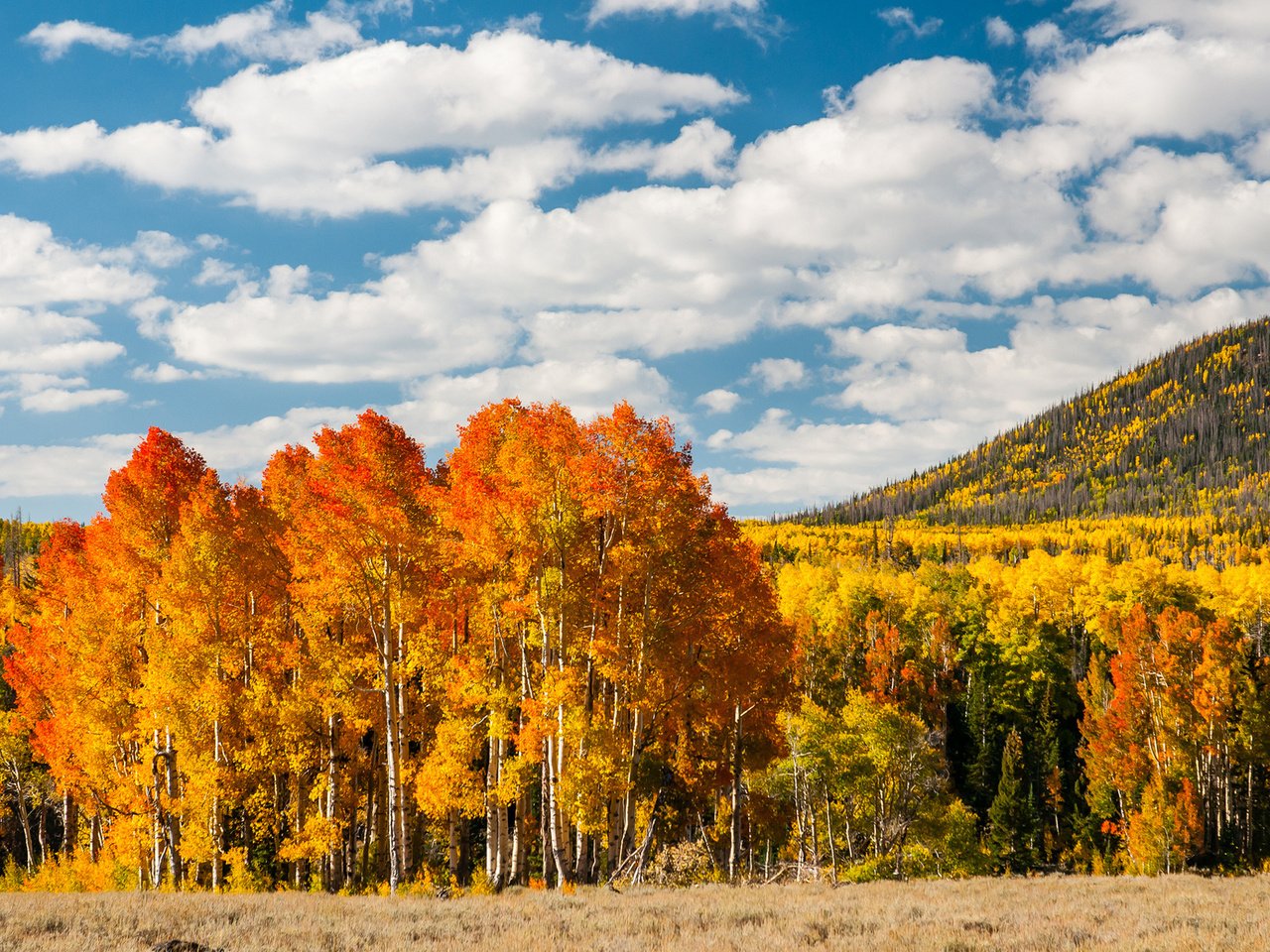 Обои деревья, лес, листья, осень, холм, trees, forest, leaves, autumn, hill разрешение 1920x1200 Загрузить