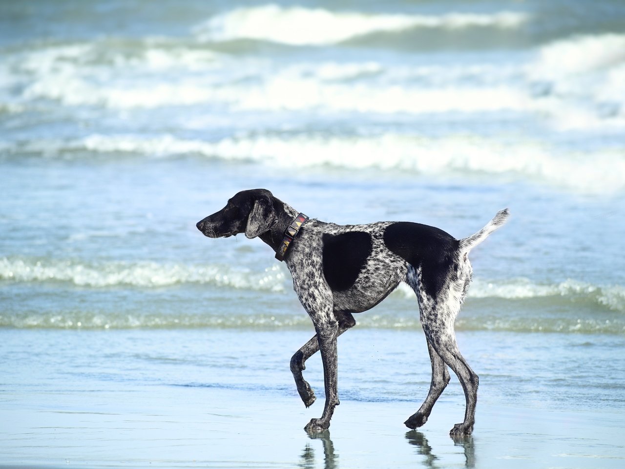 Обои море, пляж, собака, прогулка, курцхаар, sea, beach, dog, walk, shorthaired pointer разрешение 6000x4000 Загрузить
