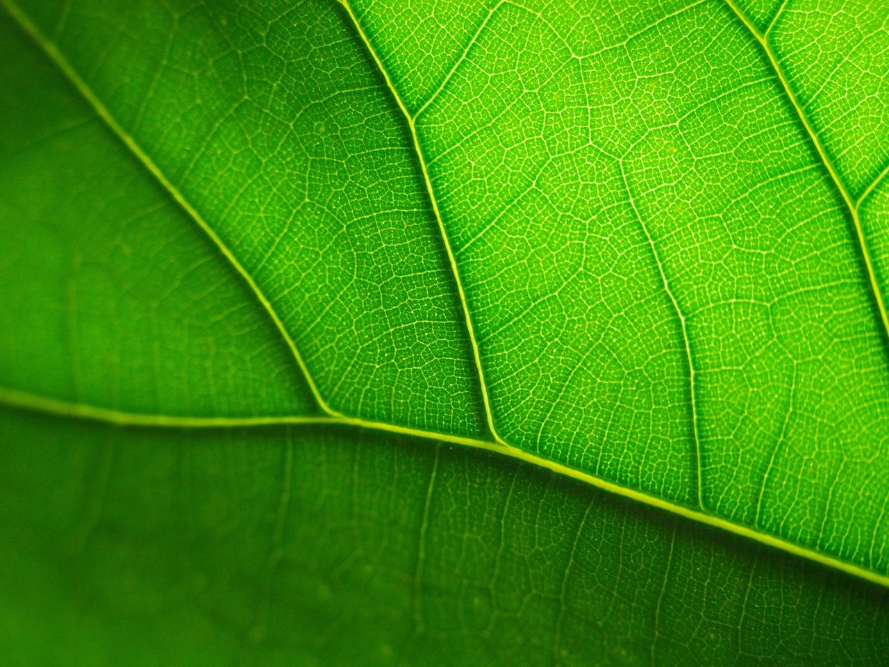 Обои лист, прожилки, зеленый лист, крупным планом, sheet, veins, green leaf, closeup разрешение 3872x2592 Загрузить