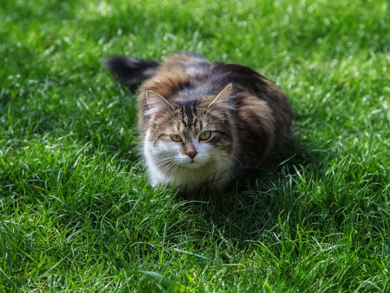 Обои трава, кот, мордочка, усы, кошка, взгляд, grass, cat, muzzle, mustache, look разрешение 5616x3744 Загрузить
