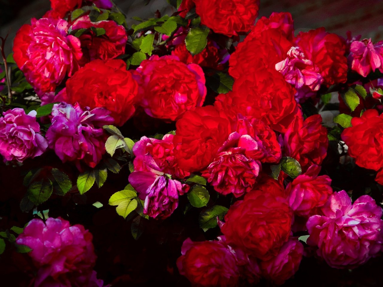 Обои цветы, бутоны, розы, лепестки, куст, flowers, buds, roses, petals, bush разрешение 3840x2160 Загрузить