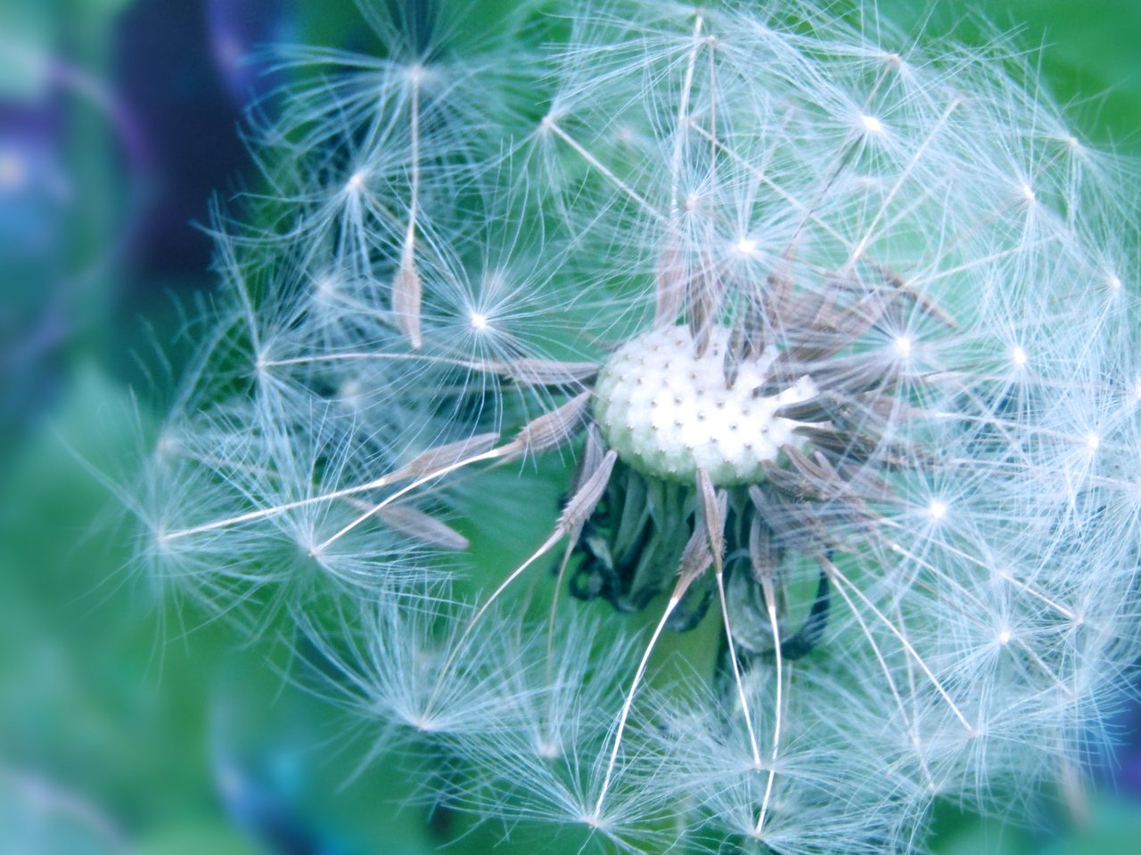 Обои цветы природа боке весна пух одуванчик, flowers nature bokeh spring dandelion fluff разрешение 5152x2896 Загрузить