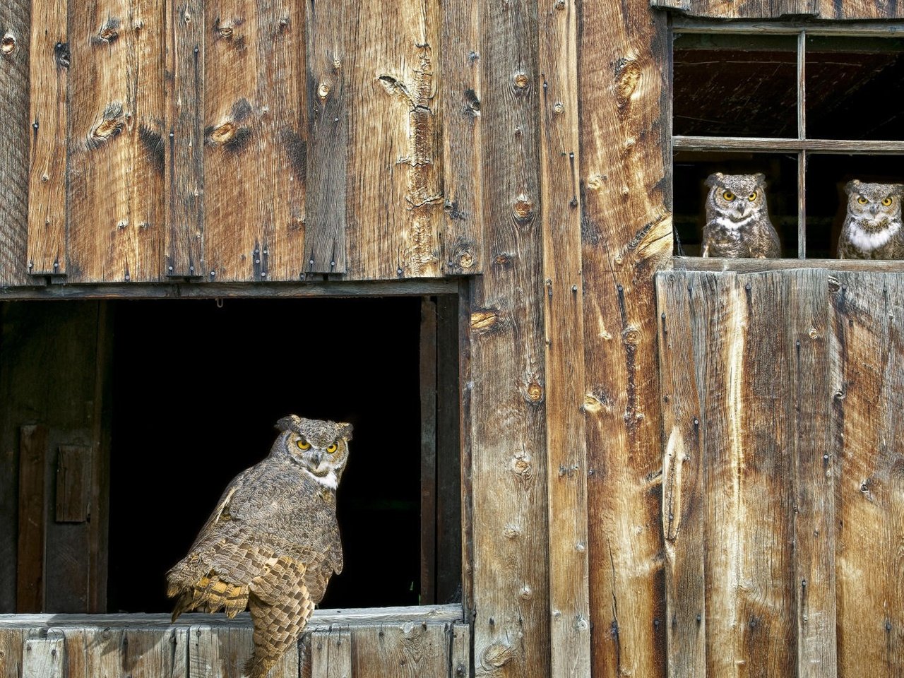 Обои сова, птицы, хищник, окно, сарай, совы, owl, birds, predator, window, the barn, owls разрешение 1920x1080 Загрузить