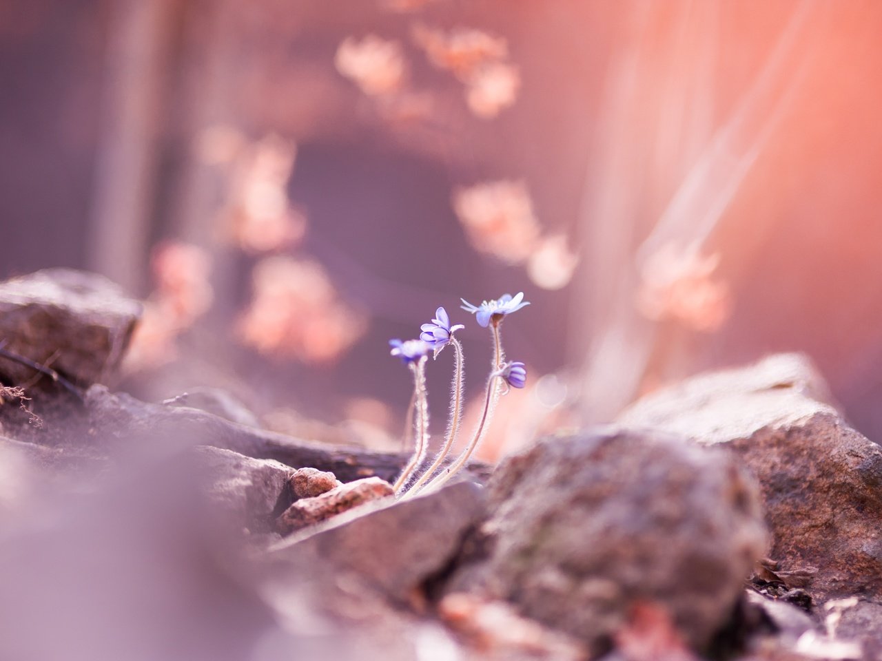 Обои цветы, камни, размытость, весна, flowers, stones, blur, spring разрешение 4256x2832 Загрузить