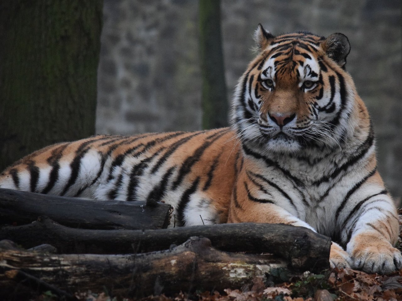 Обои тигр, морда, взгляд, хищник, дикая кошка, амурский тигр, tiger, face, look, predator, wild cat, the amur tiger разрешение 5131x3420 Загрузить
