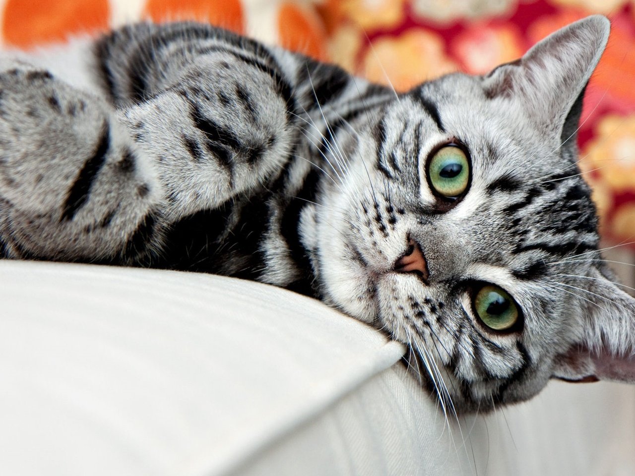 Обои кот, мордочка, усы, кошка, взгляд, полосатый, cat, muzzle, mustache, look, striped разрешение 1920x1159 Загрузить