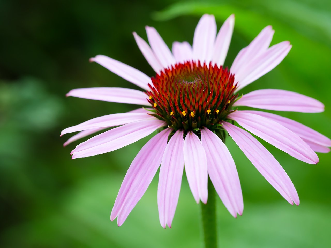 Обои цветы, природа, макро, лето, крупным планом, эхинацея, flowers, nature, macro, summer, closeup, echinacea разрешение 2304x1536 Загрузить