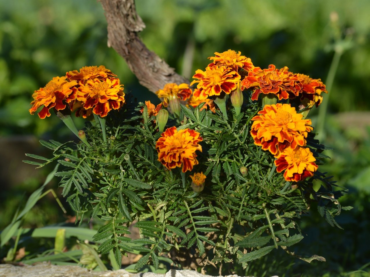 Обои цветы, бархатцы, flowers, marigolds разрешение 4911x3274 Загрузить