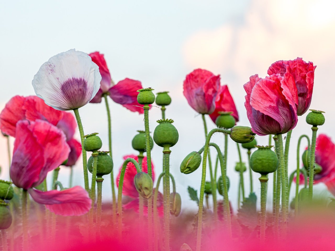 Обои цветы, маки, розовые, светлый фон, маковое поле, flowers, maki, pink, light background, poppy field разрешение 5760x3840 Загрузить