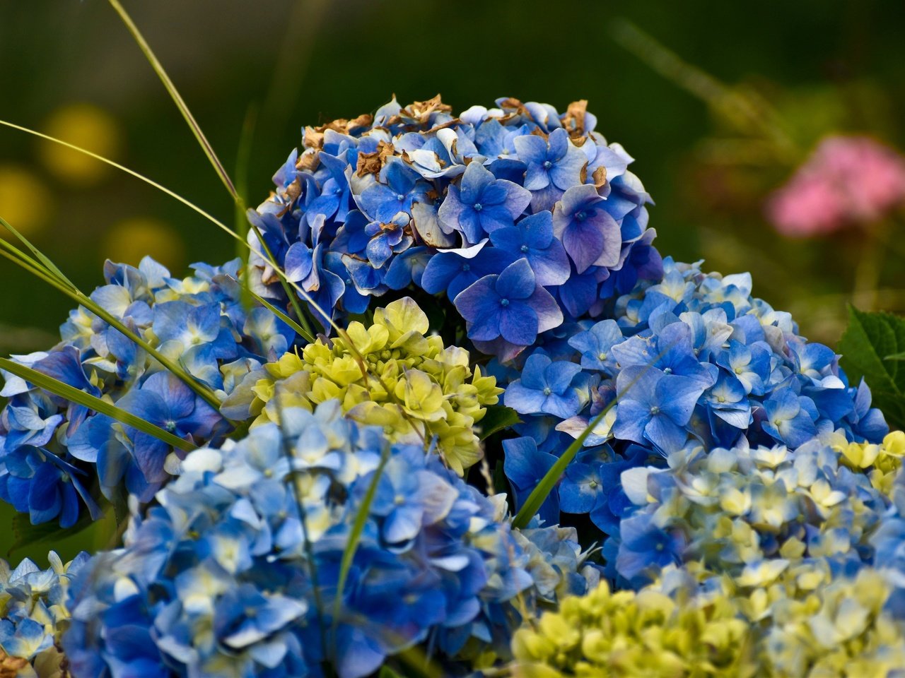 Обои цветы, синие, гортензия, flowers, blue, hydrangea разрешение 3840x2560 Загрузить