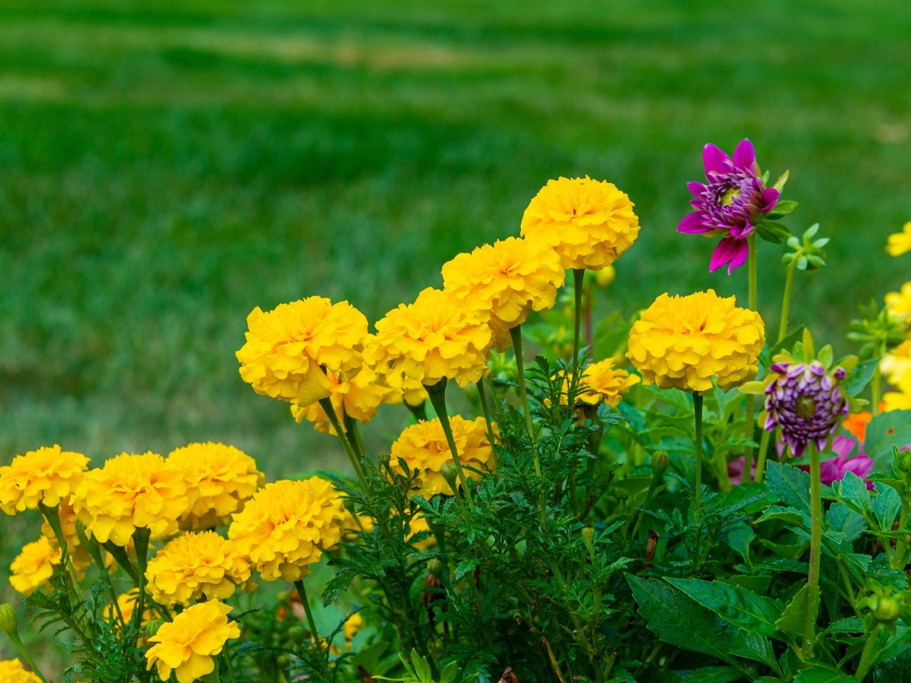 Обои цветы, желтые, бархатцы, flowers, yellow, marigolds разрешение 7360x4912 Загрузить