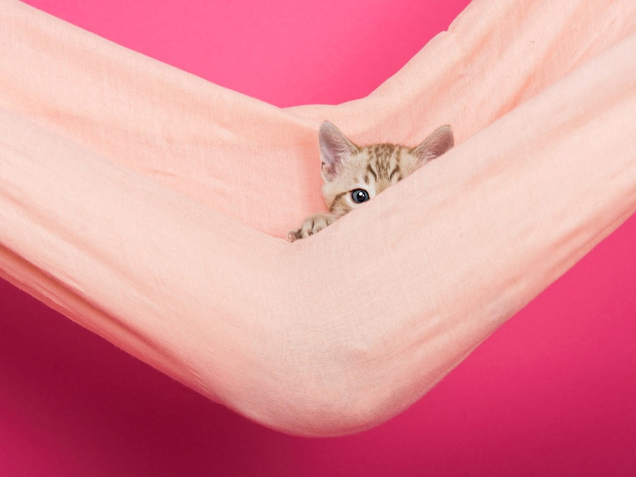 Обои кошка, взгляд, котенок, ткань, мордашка, гамак, розовый фон, выглядывает, cat, look, kitty, fabric, face, hammock, pink background, peeps разрешение 2000x1335 Загрузить