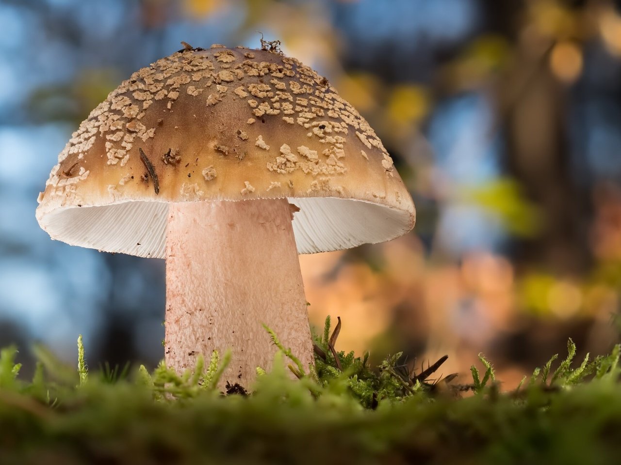 Обои природа, гриб, nature, mushroom разрешение 2048x1300 Загрузить