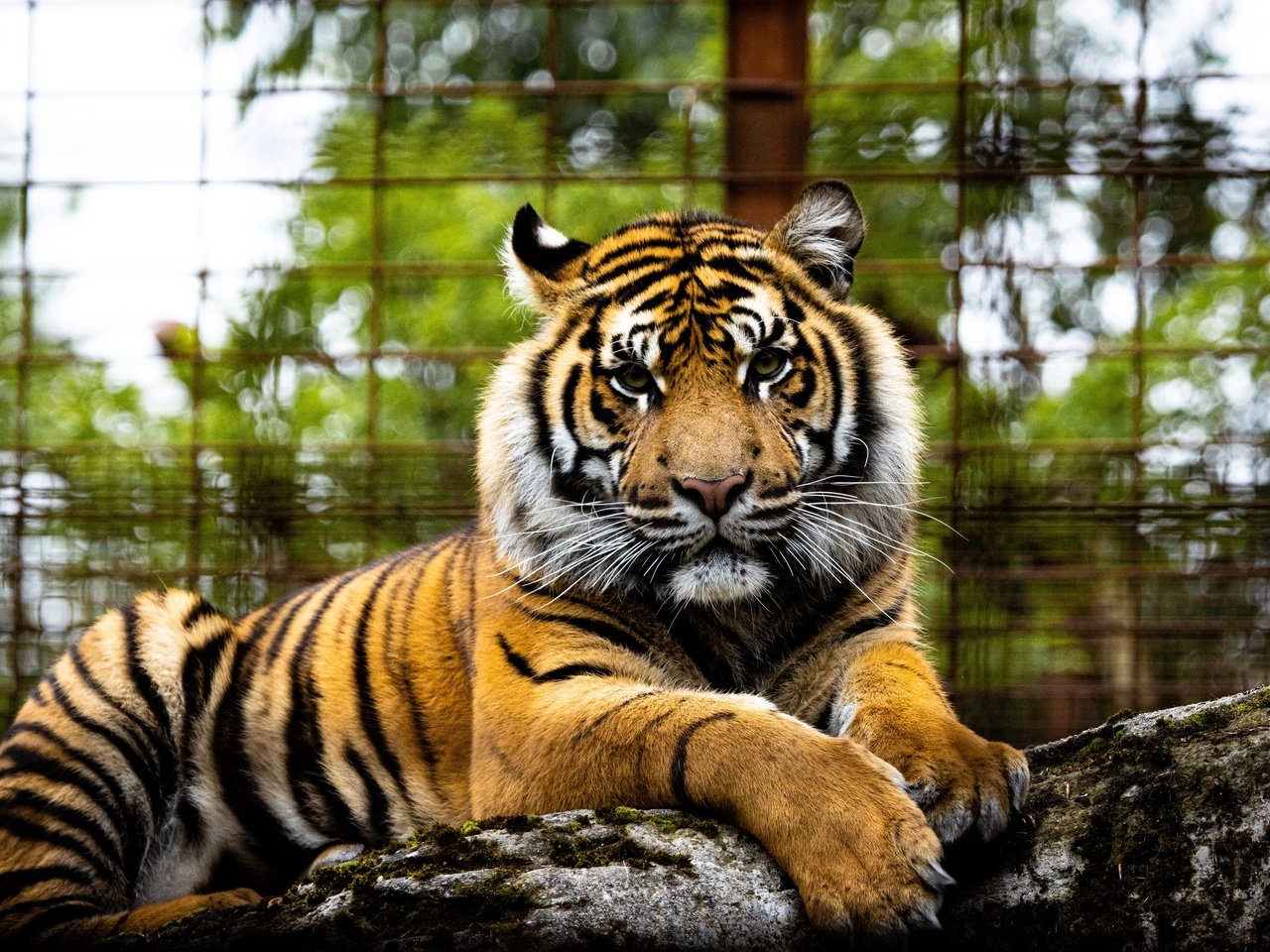 Обои тигр, морда, взгляд, забор, зоопарк, боке, tiger, face, look, the fence, zoo, bokeh разрешение 3840x2560 Загрузить