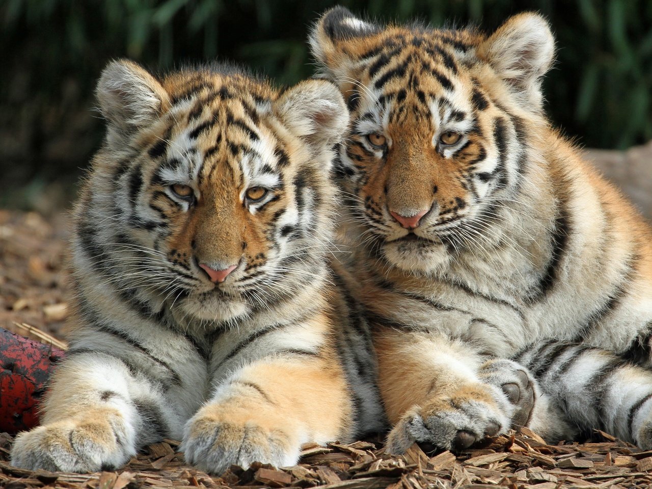 Обои дикие кошки, тигрята, детеныши, тигры, wild cats, the cubs, cubs, tigers разрешение 3394x2715 Загрузить