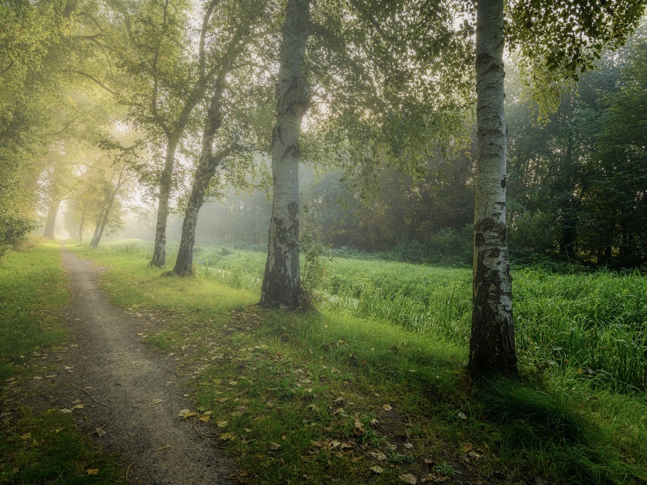 Обои дорога, деревья, лес, туман, березы, осень, роща, road, trees, forest, fog, birch, autumn, grove разрешение 6000x4000 Загрузить