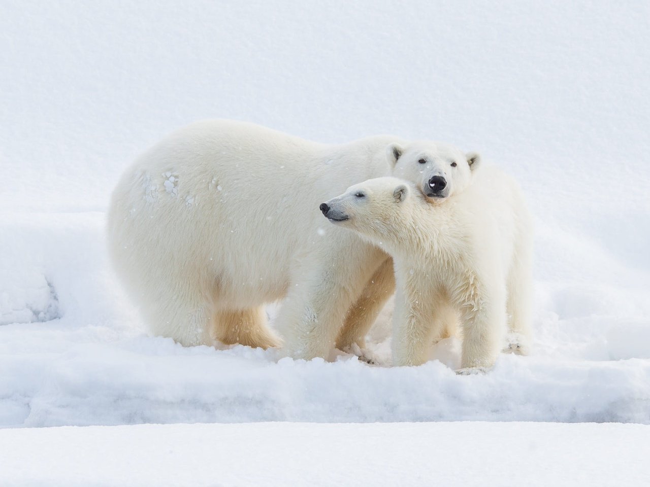 Обои медвежонок, снег, взгляд, медведь, малыш, сугробы, медведи, белый медведь, детеныш, snow, look, bear, baby, the snow, bears, polar bear, cub разрешение 2000x1125 Загрузить