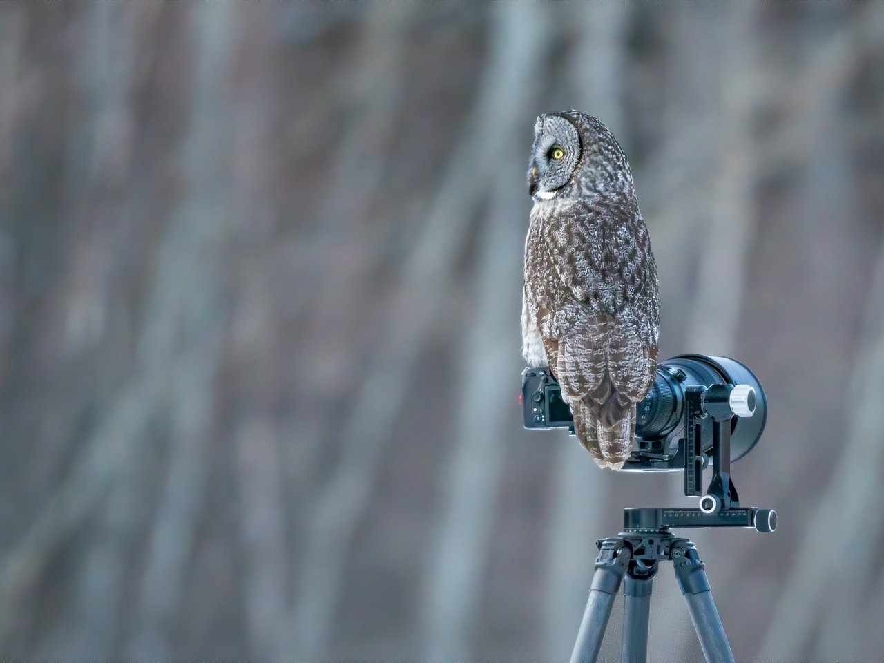 Обои сова, фон, птица, боке, неясыть, фотокамера, owl, background, bird, bokeh, the camera разрешение 2400x1600 Загрузить