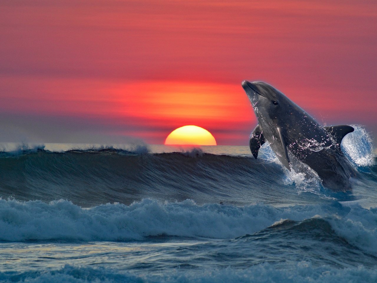 Обои закат, море, рендеринг, дельфин, sunset, sea, rendering, dolphin разрешение 3840x2553 Загрузить