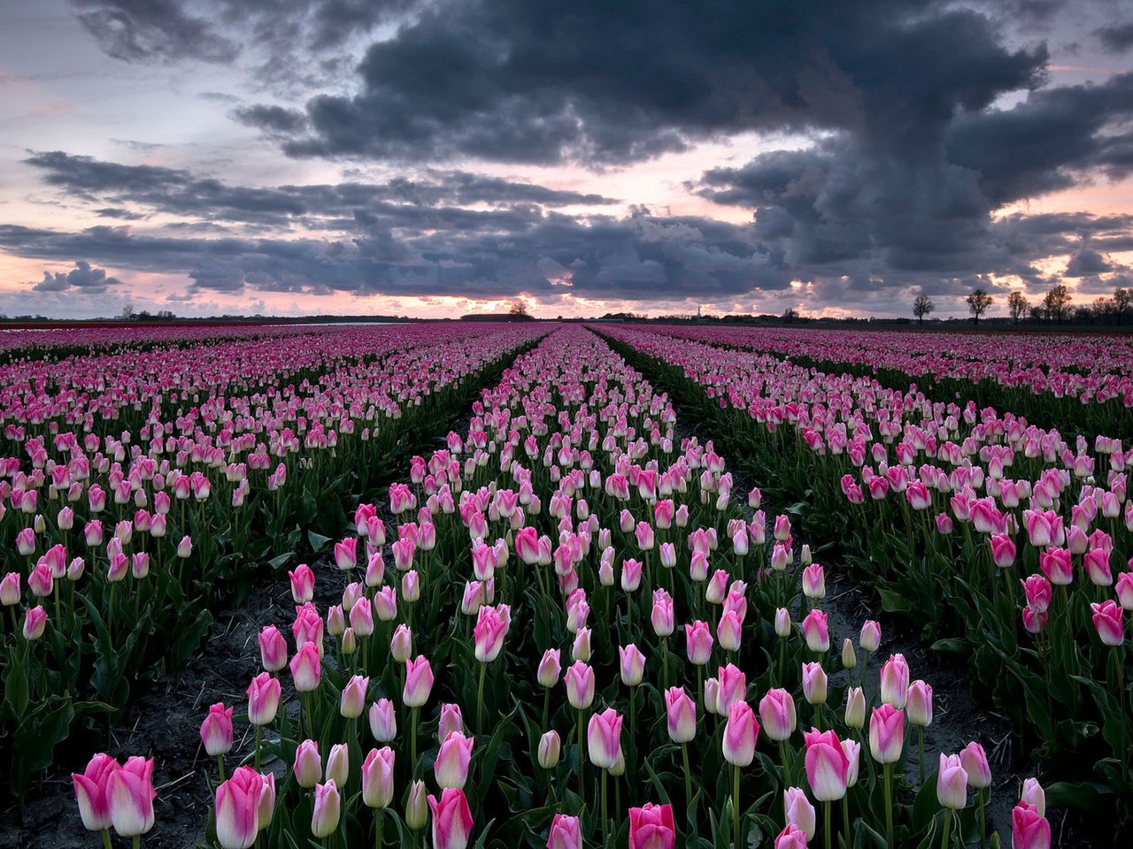 Обои тюльпаны, tulips разрешение 3840x2160 Загрузить