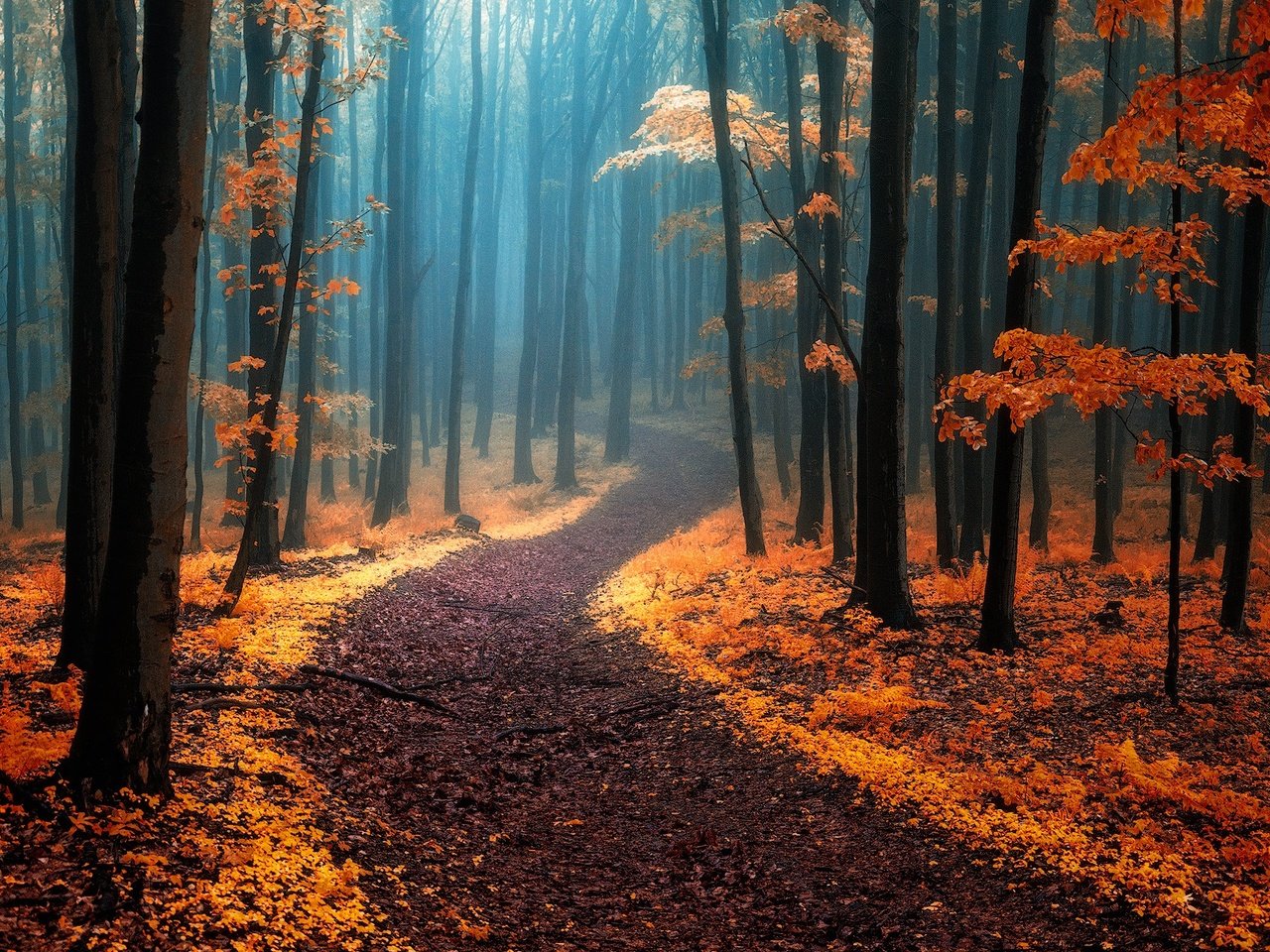 Обои деревья, природа, лес, туман, осень, тропинка, trees, nature, forest, fog, autumn, path разрешение 1920x1275 Загрузить
