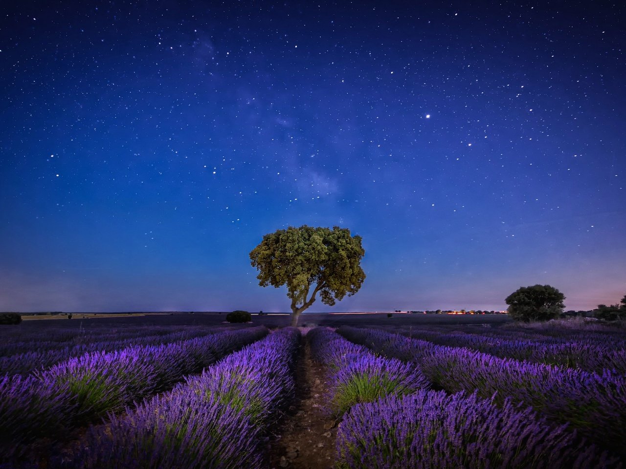 Обои небо, ночь, дерево, звезды, лаванда, плантация, the sky, night, tree, stars, lavender, plantation разрешение 2047x1280 Загрузить