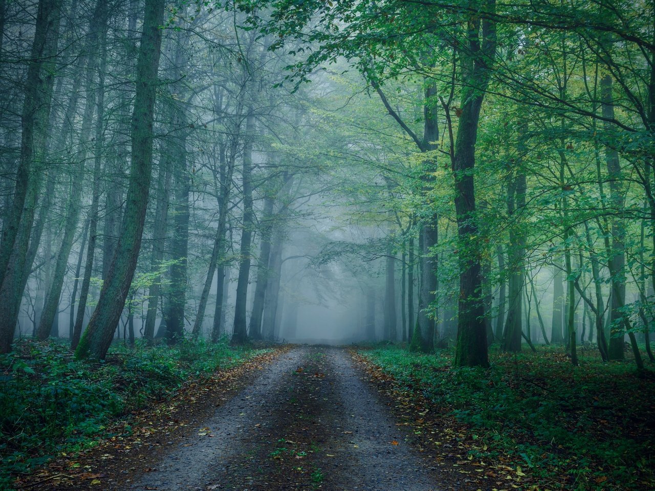 Обои лес, туман, осень, forest, fog, autumn разрешение 6000x4000 Загрузить
