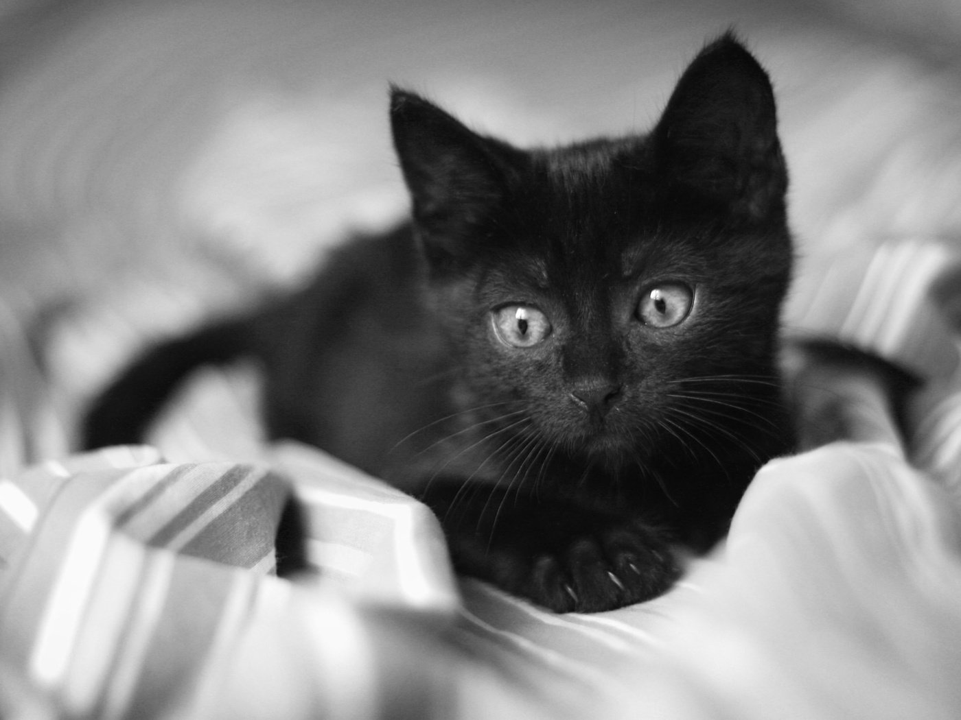 Обои глаза, кот, кошка, взгляд, чёрно-белое, котенок, черный, грустный, одеяло, blanket, eyes, cat, look, black and white, kitty, black, sad разрешение 3888x2592 Загрузить