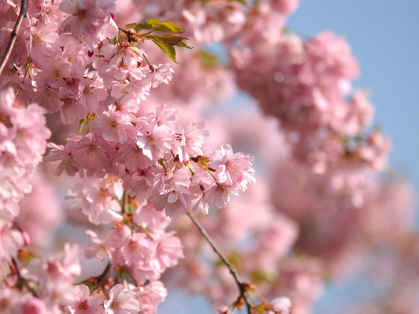 Обои небо, ветви, весна, розовые цветы, the sky, branch, spring, pink flowers разрешение 2560x1600 Загрузить